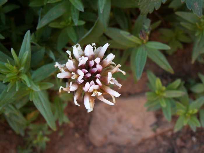 Trifolium longipes image