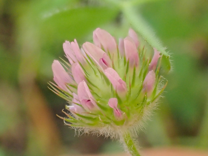 Trifolium microcephalum image