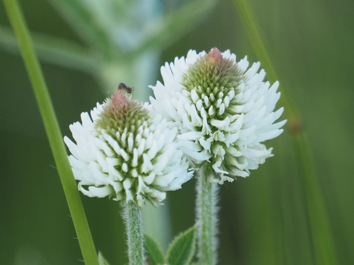 Trifolium montanum image