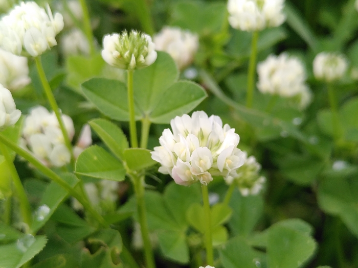 Trifolium nigrescens image