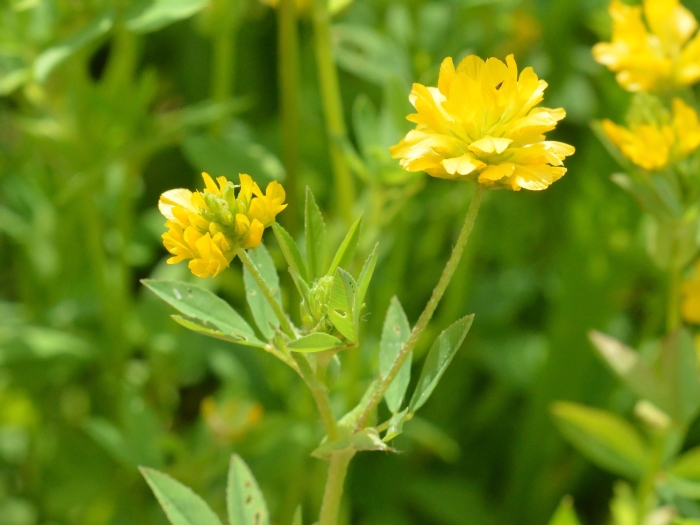 Trifolium patens image