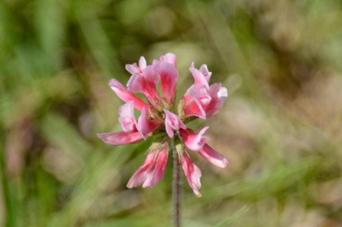 Trifolium polymorphum image