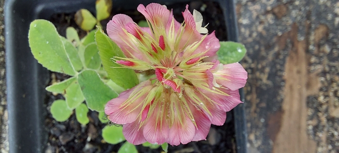 Trifolium reflexum image