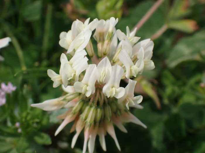 Trifolium repens image