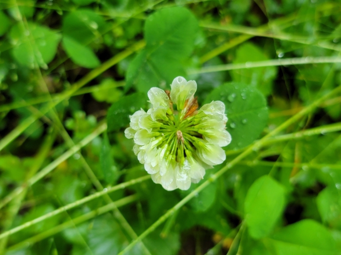 Trifolium stoloniferum image