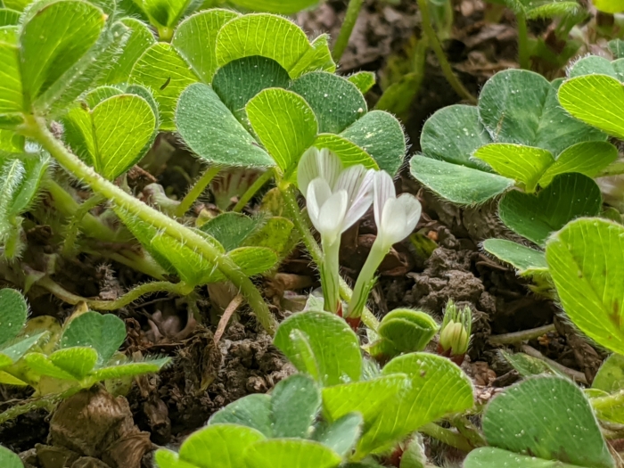 Trifolium subterraneum image