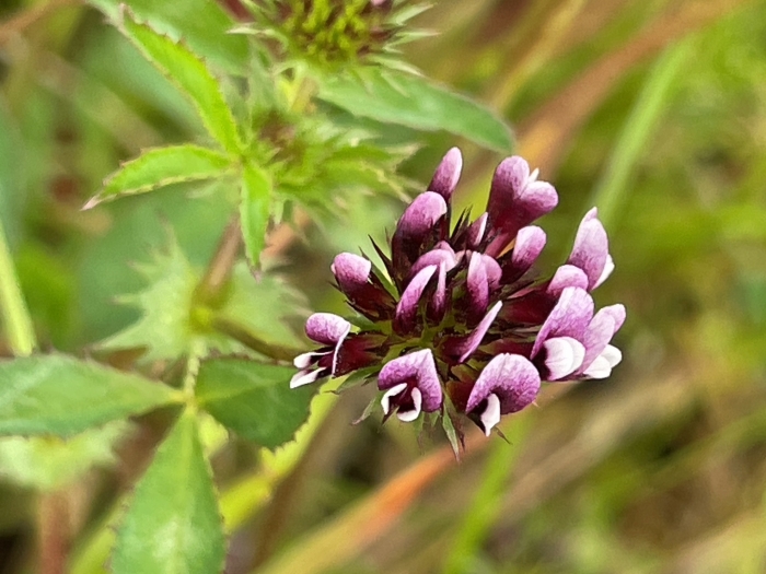 Trifolium variegatum image