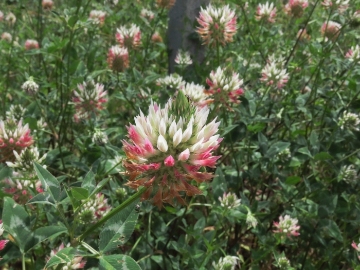 Trifolium vesiculosum image