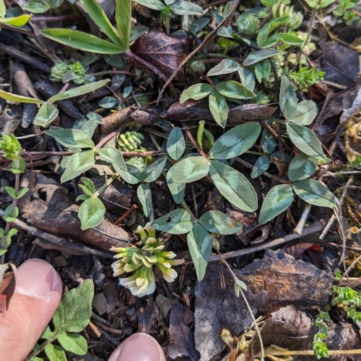 Trifolium virginicum image