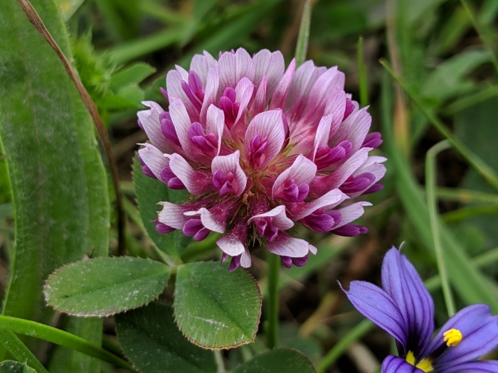 Trifolium wormskioldii image
