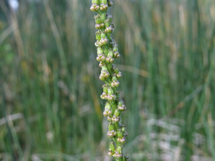 Triglochin maritima image