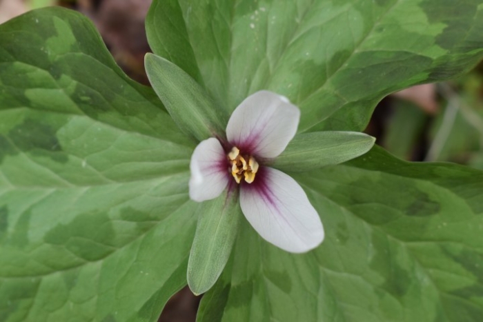 Trillium albidum image