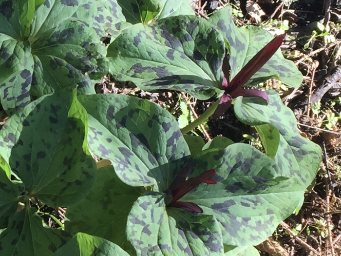 Trillium angustipetalum image
