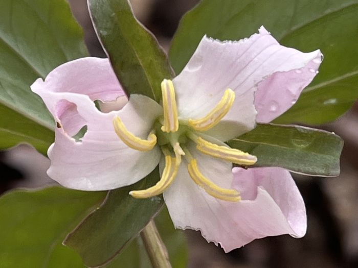 Trillium catesbaei image