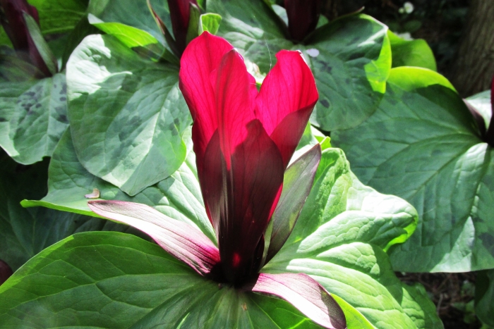 Trillium chloropetalum image
