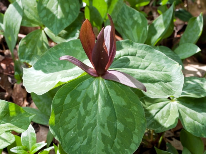 Trillium cuneatum image