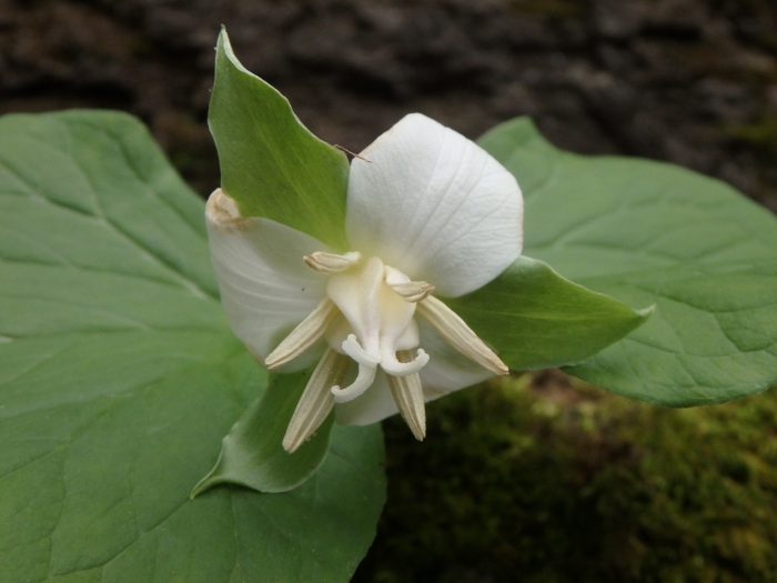 Trillium flexipes image