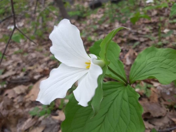 Trillium grandiflorum image