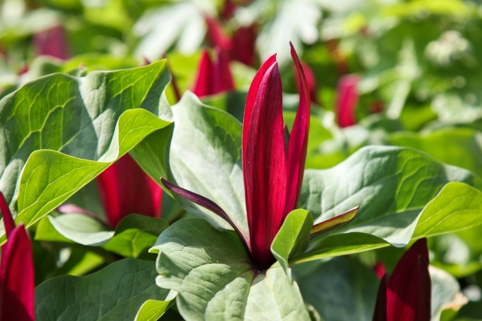 Trillium kurabayashii image