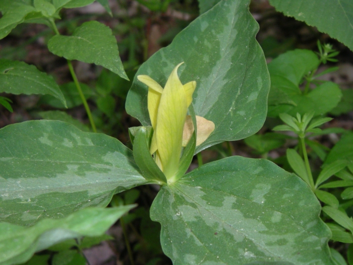 Trillium luteum image