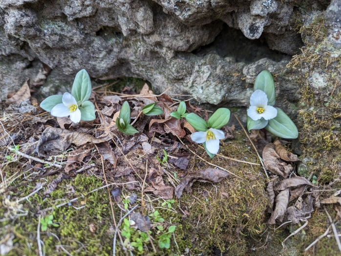 Trillium nivale image