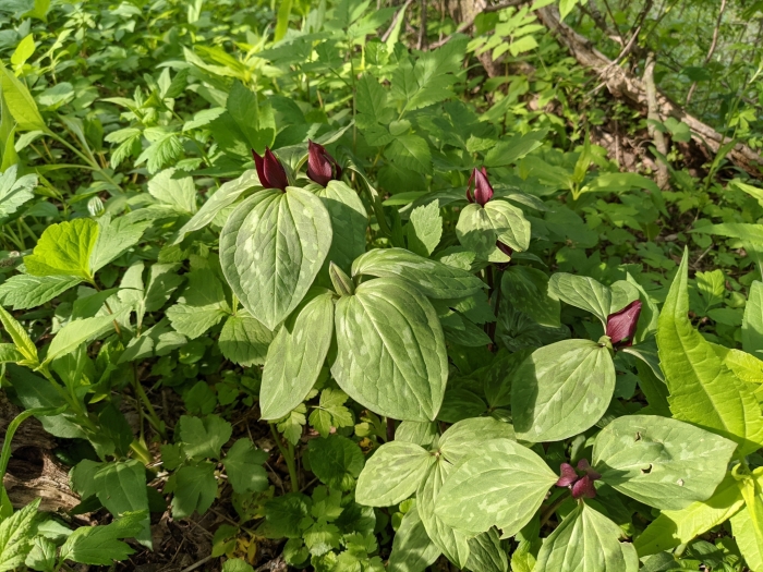 Trillium recurvatum image