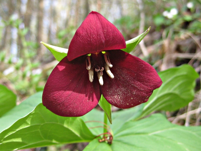 Trillium sulcatum image