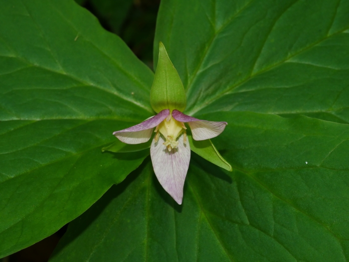 Trillium tschonoskii image