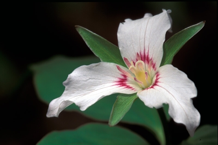 Trillium undulatum image