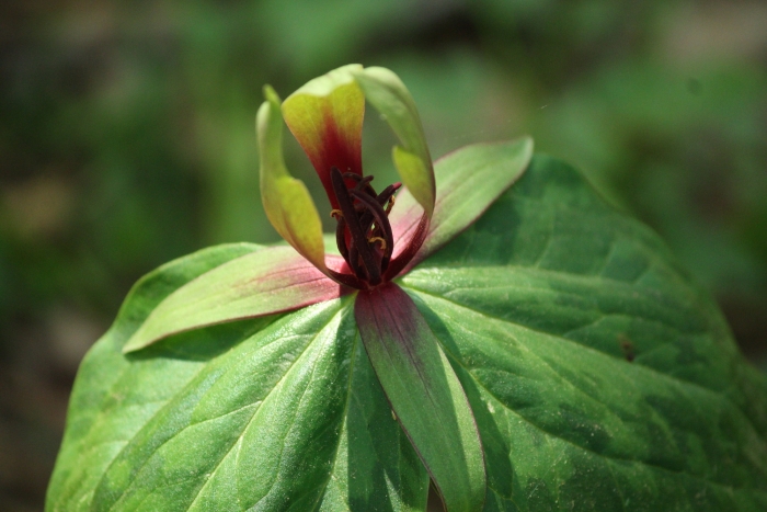Trillium viridescens image