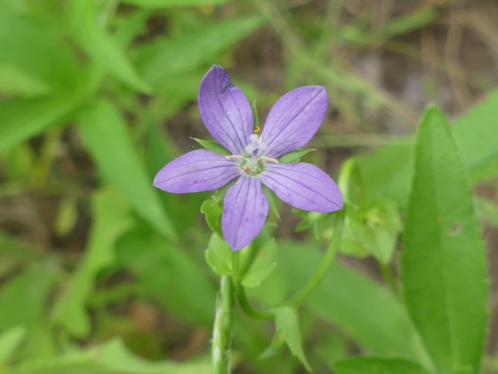 Triodanis biflora image