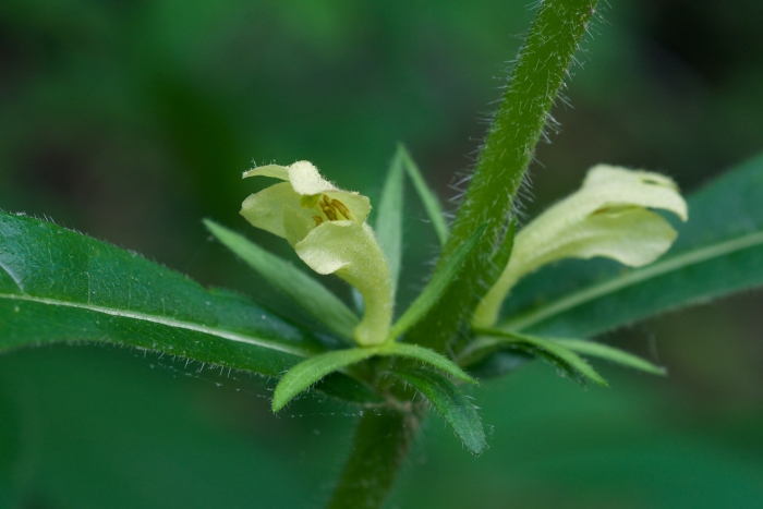 Triosteum angustifolium image