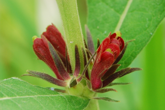 Triosteum aurantiacum image