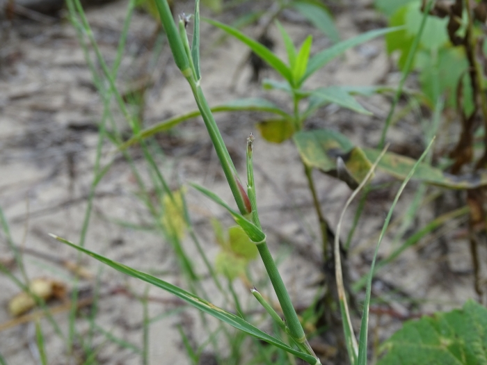 Triplasis purpurea image