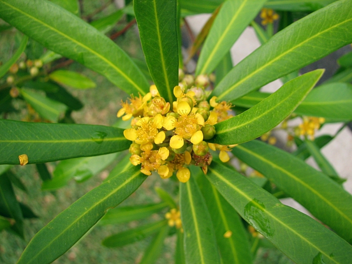 Tristaniopsis laurina image