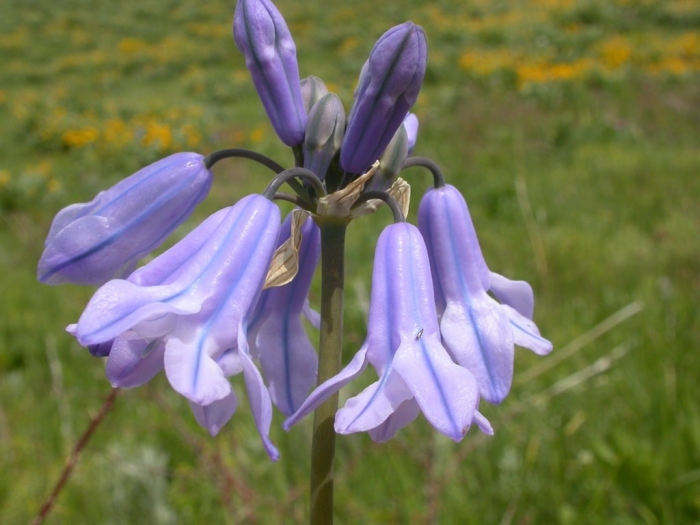 Triteleia grandiflora image