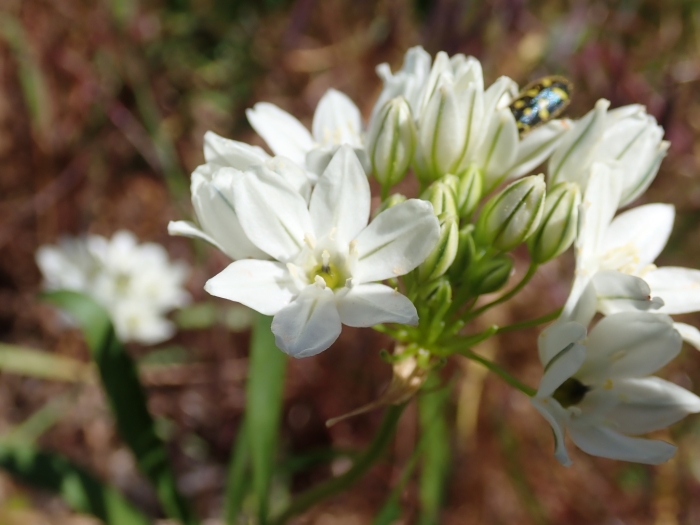 Triteleia hyacinthina image