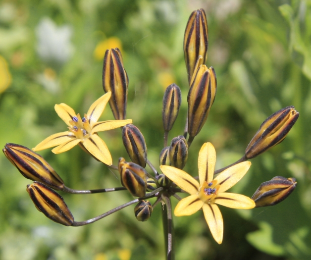 Triteleia ixioides image