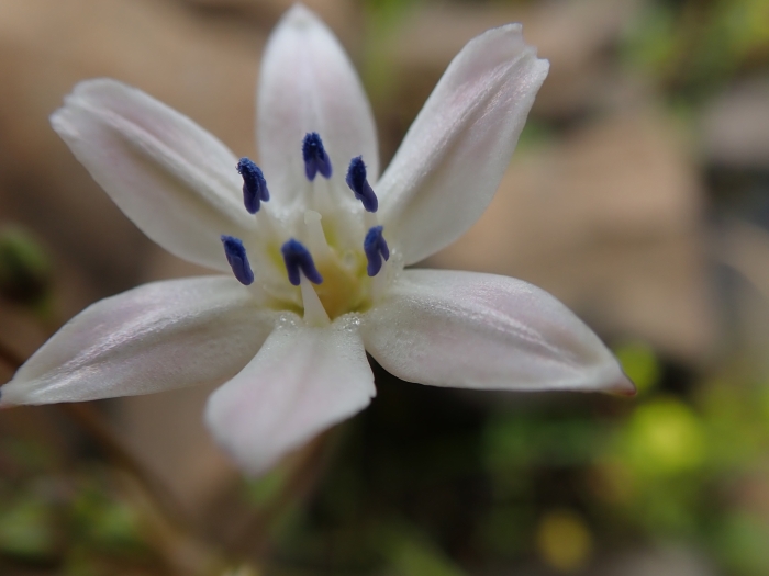 Triteleia lilacina image