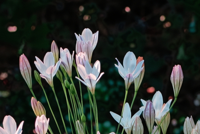 Triteleia peduncularis image