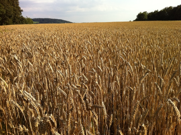 Triticum aestivum image
