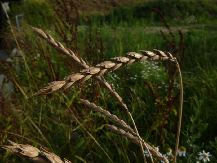 Triticum spelta image
