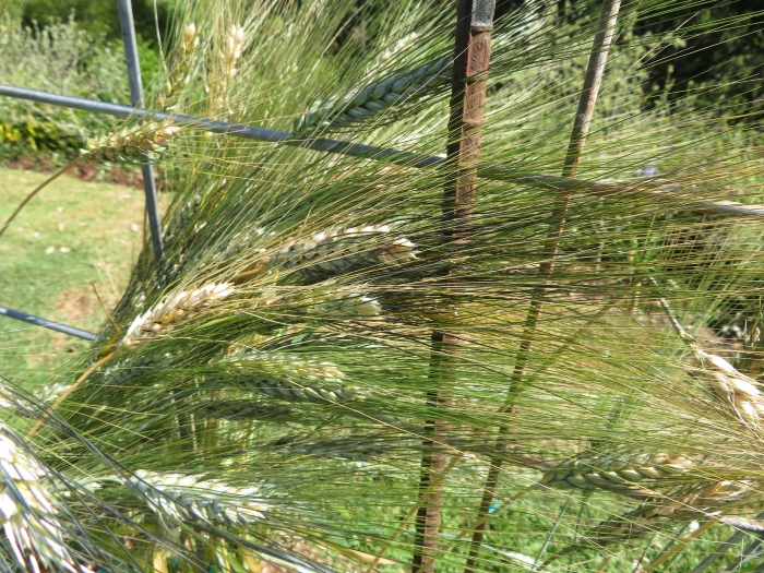 Triticum durum image