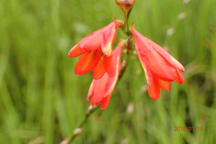 Tritonia disticha image