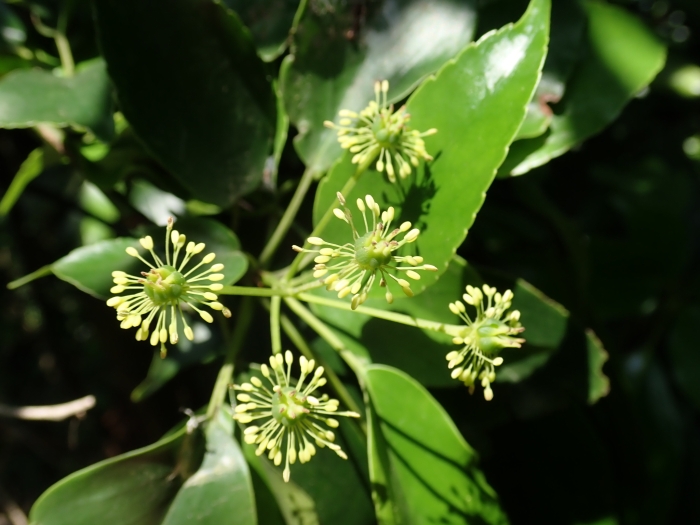 Trochodendron aralioides image