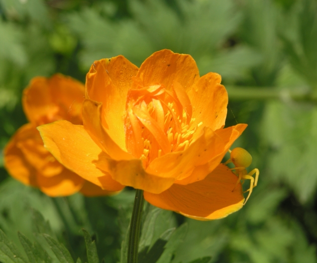 Trollius asiaticus image