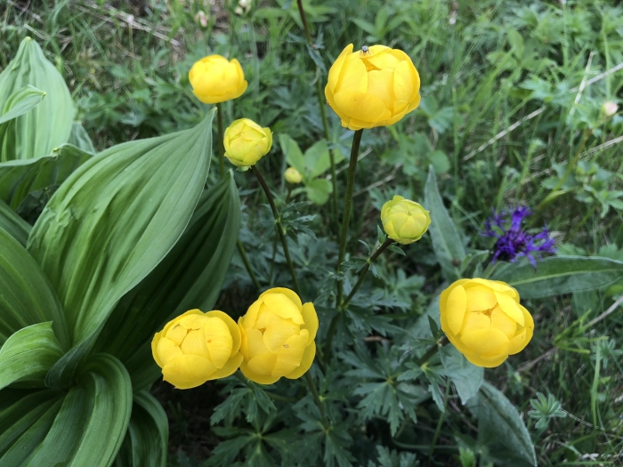 Trollius europaeus image