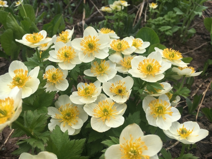 Trollius laxus image