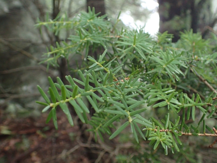 Tsuga caroliniana image