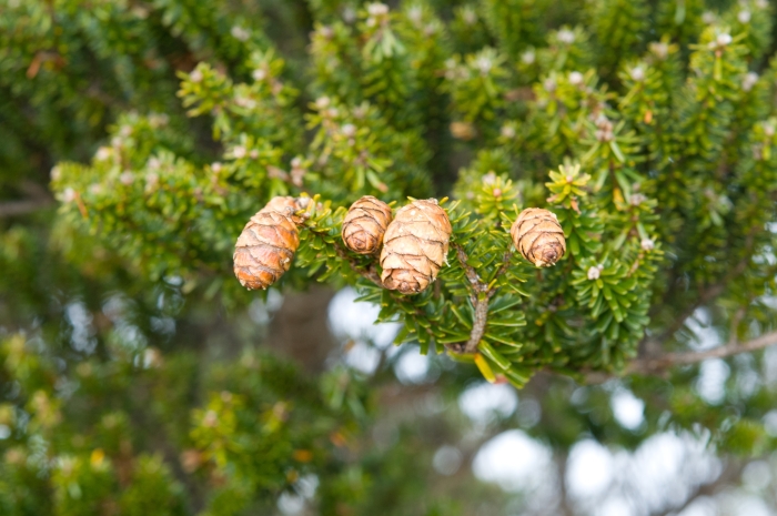 Tsuga chinensis image